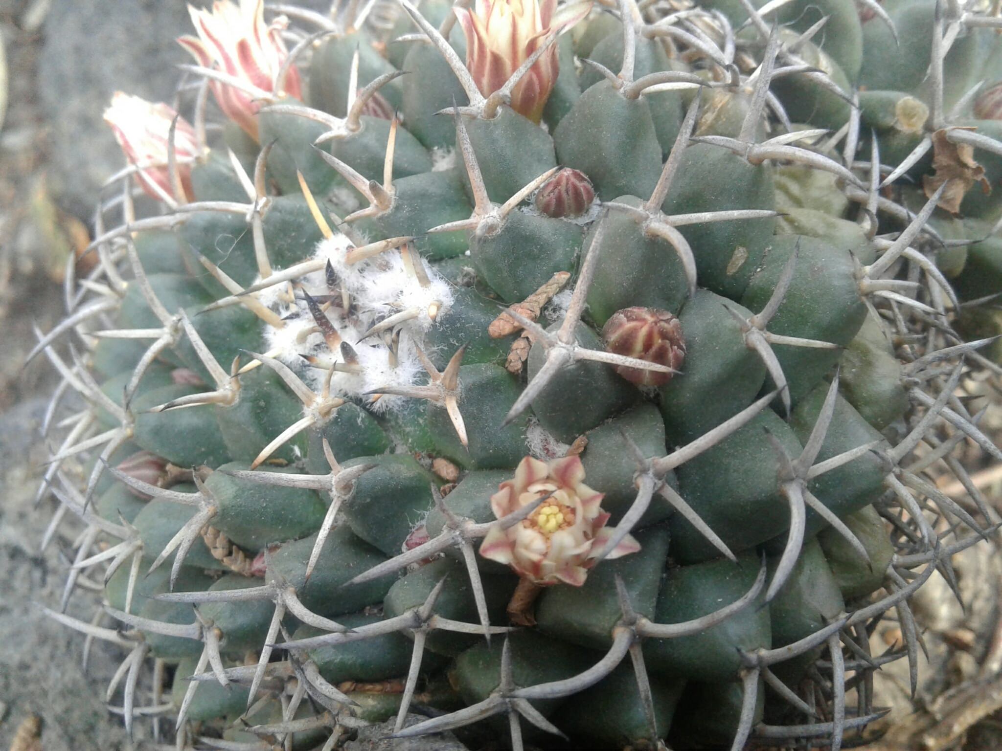 Mammillaria mammillaris